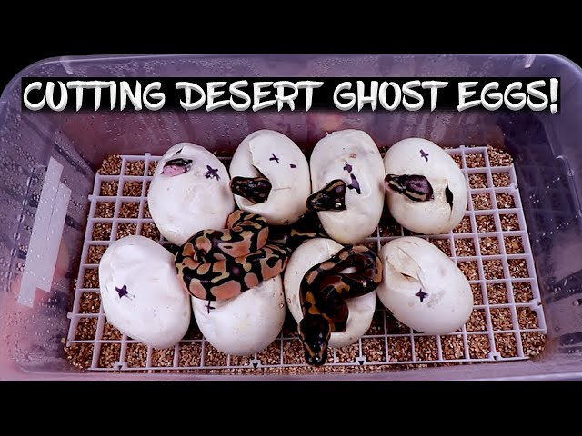 Desert Ghost Ball Python Eggs are Hatching!