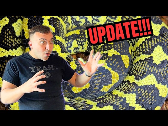 What's REALLY Going On (It's time for an update)