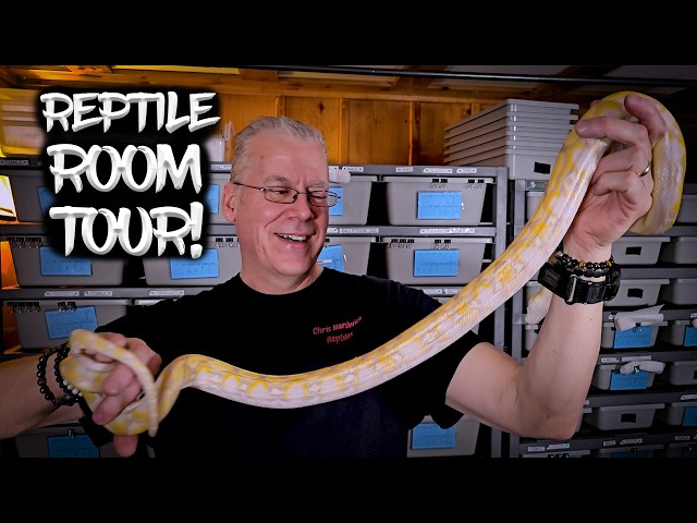 Reptile Room Tour!  See my upgrades!