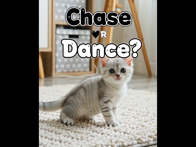 Chasing My Own Tail – Funny Cute Kitten Spinning Moment