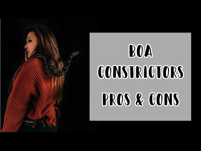 Pros & Cons of Boa Constrictors