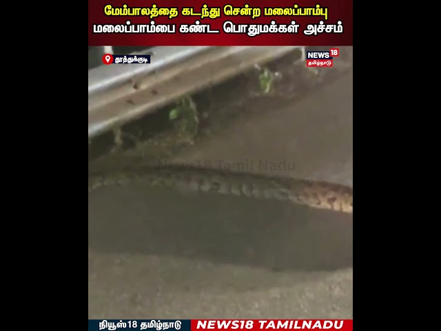 Python | மேம்பாலத்தை கடந்து சென்ற மலைப்பாம்பு...மலைப்பாம்பை கண்ட பொதுமக்கள் அச்சம் | N18S