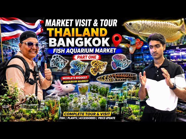 🇹🇭 4K HDR | Visit to Thailand's World-Largest Fish Aquarium Market in Bangkok | kami razzaq