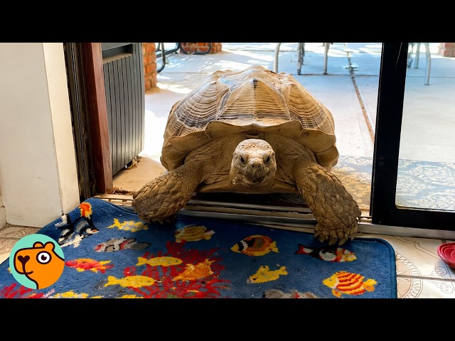 150lbs Tortoise Bulldozes Lady’s Kitchen | Cuddle Buddies