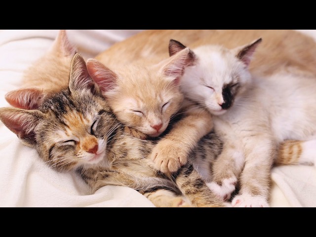 8 HOURS of Purring Kittens | ASMR for Relaxation, Sleep & Comforting Cats