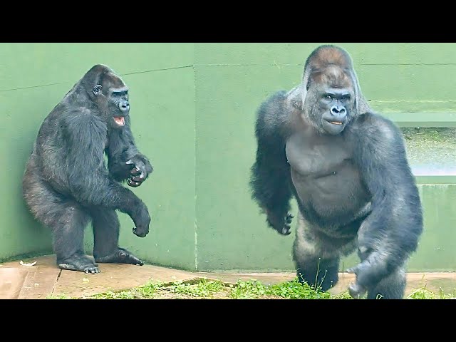 Un espalda plateada disfruta siendo perseguido por una furiosa hembra gorila｜Shabani Group