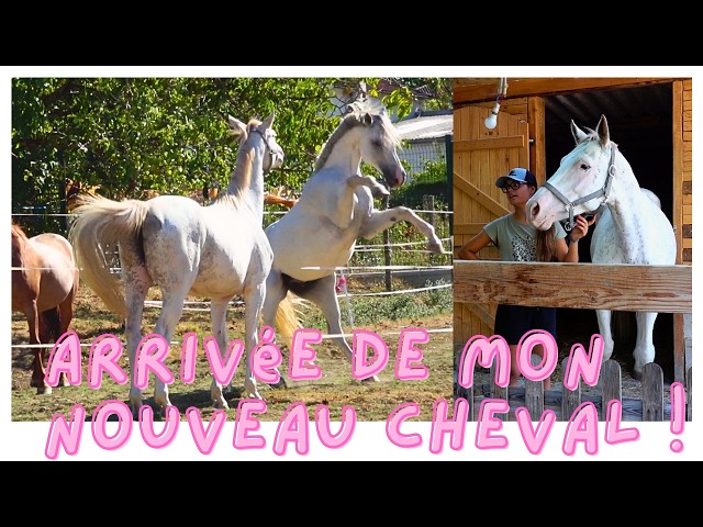 HE'S ARRIVING! I'm going to pick up my new horse 🎁