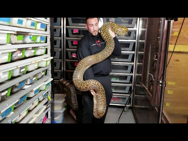 Burmese pythons!  Growth rate and various life stages!