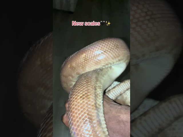 Sometimes beauty lies underneath the skin… or scales