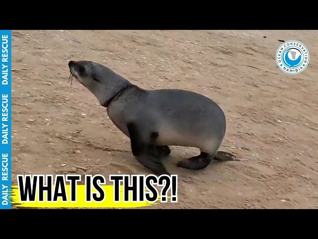 This Seal Was Wearing a Dangerous "Sun Hat"