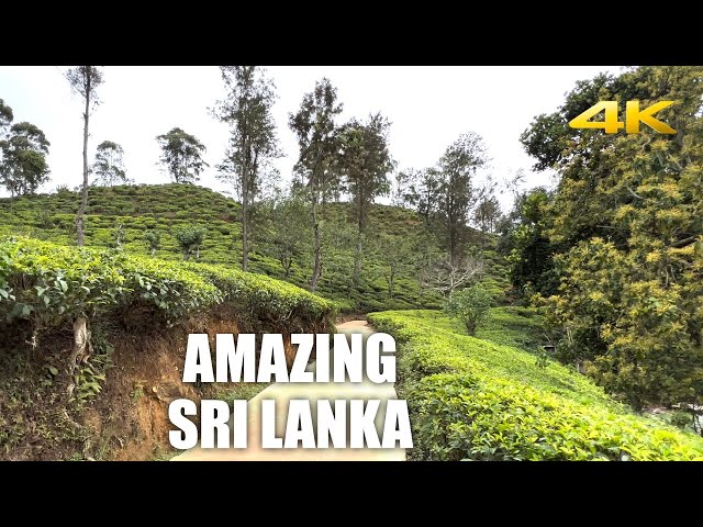 Sri Lanka Walking and Driving Tour (4K HDR 60FPS) Virtual Travel Experience