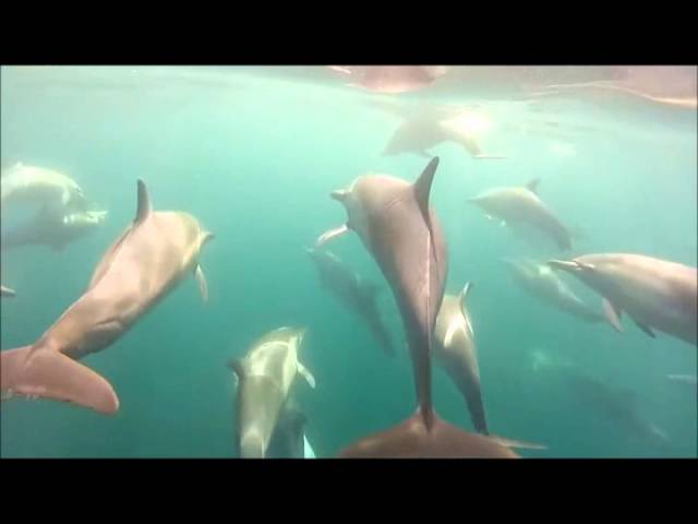 Symbiotic barnacles on wild short-beaked common dolphins