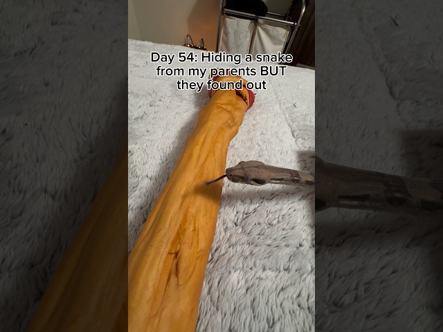 She’s adorable! #youtubeshorts #snake #reptiles #shorts #viral #pets #cute #animals #interesting