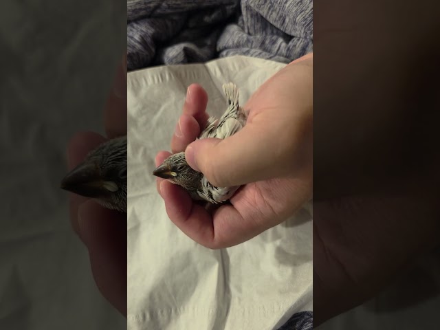baby finch scritched