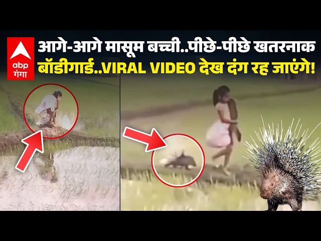 Viral Video: Video of a little girl and a porcupine’s bond goes viral on social media