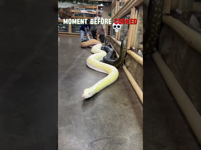 Big snake transformation #snake #viral #trollface #troll #trolling #meme