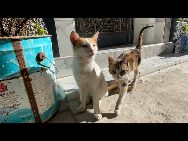 Cute cats that take Vitamin D from the sun are very hungry.