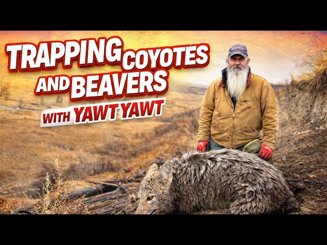 Trapping coyotes and beaver with Yawt Yawt