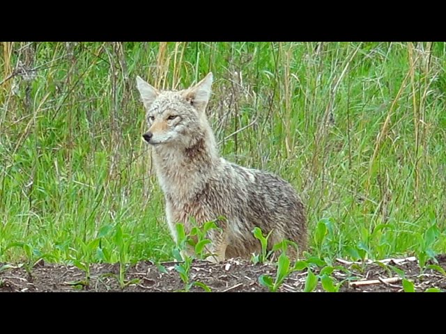 MFK Game Calls - Coyote Hunting in Kansas w/ Joseph Wirth - Broke Toots in Action! - 4K