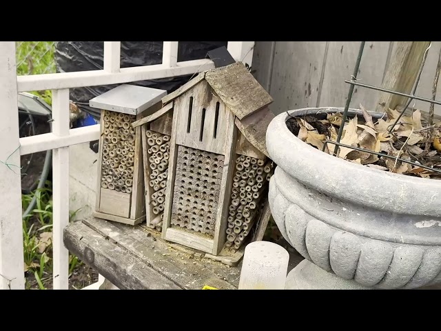 Native & Solitary Bee Hotel - Dancing with Daisies - Spring 2026