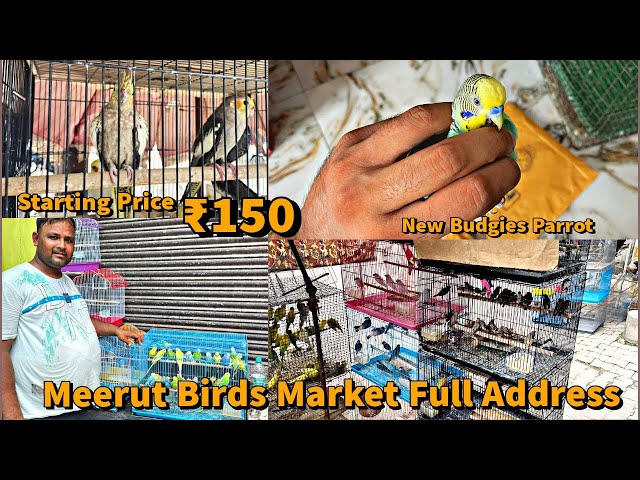 Meerut ki Bird Market | New Budges parrot la liya😍| Itna Sasta Panchi | In just ₹150😍 Birds & cage