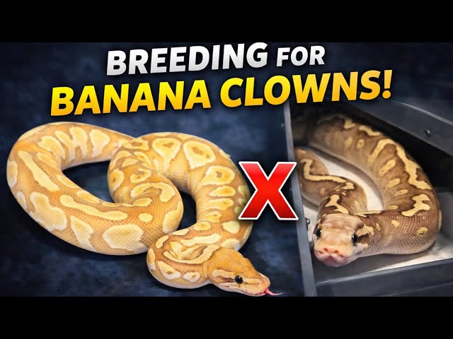 Pastel GHI Mojave Het Clown Female | Future Clown Project Pairing 🔥🐍