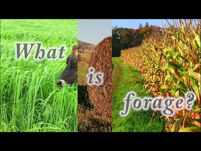 What is Forage