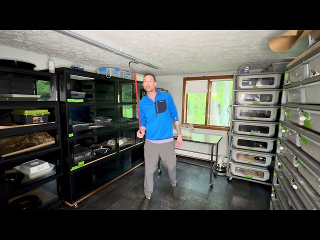 Intermediate Snake Keeping:  Handling and Maintaining Food Reactive Macklot's Python...
