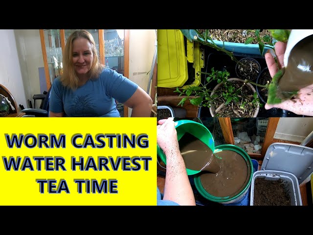Simple fast Worm Compost tea