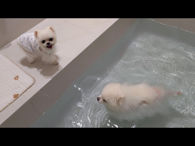 I Turned My House Into Southeast Asia for My Puppy