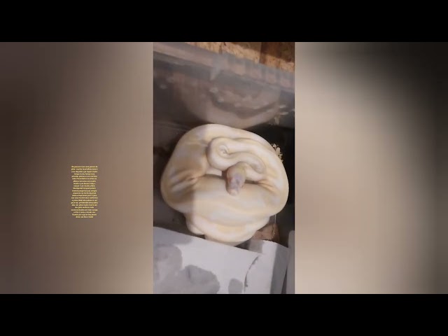 Novo video legal ovos de piton bola ball python #python albino