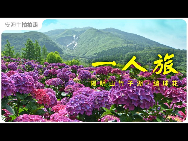美到哭！2026 【 陽明山繡球花 】大爆發！與小油坑同框的夢幻秘境