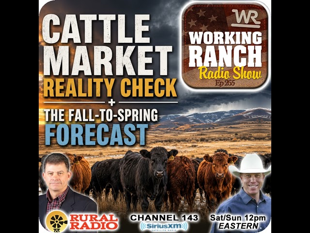 Ep 265: Cattle Market Reality Check + Don Day Fall-to-Spring Forecast