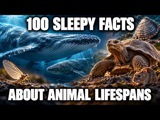 Why Do Some Animals Live for Days and Others for Centuries? — Science for Sleep