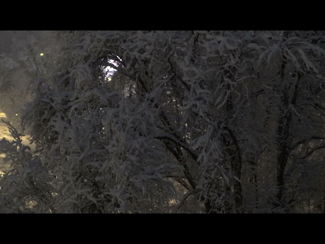 Snow Falling on Snow-Covered Tree at Night | Stock Video Footage | Seamless Loop