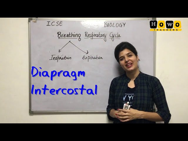 RESPIRATORY SYSTEM | PART- II | HUMAN RESPIRATORY SYSTEM