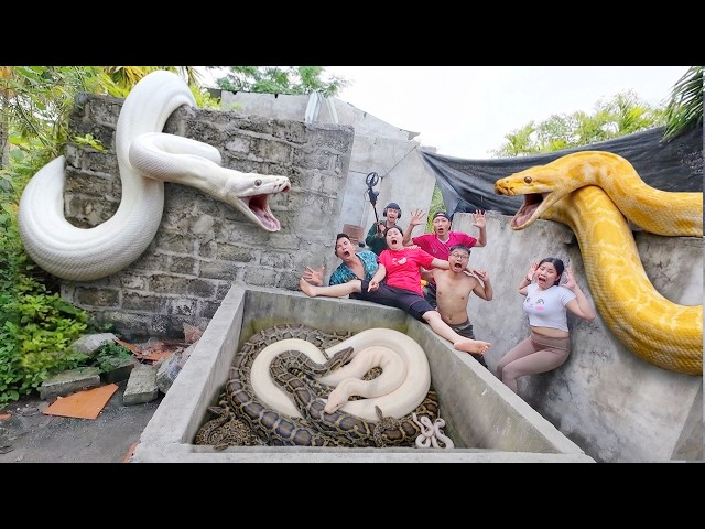 Brave Soldiers Use High-Tech Snake Detectors to Locate Giant Python Nest