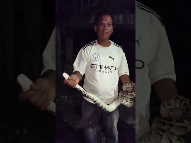 Burmese Python rescued at Namrup