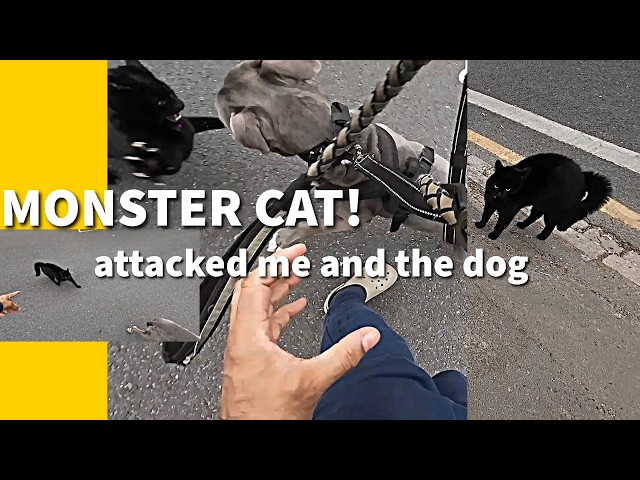 Cat Squares Up to Dog and Attacks #cat #cats #dogs #dog
