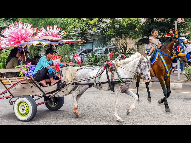 NAIK DELMAN ISTIMEWA | HORSE - KUDA DELMAN | KUDA