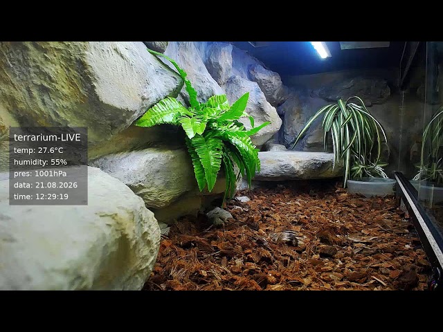 terrarium-LIVE 🔴 21/08/2026 🐍 Ball Python Regius Snake