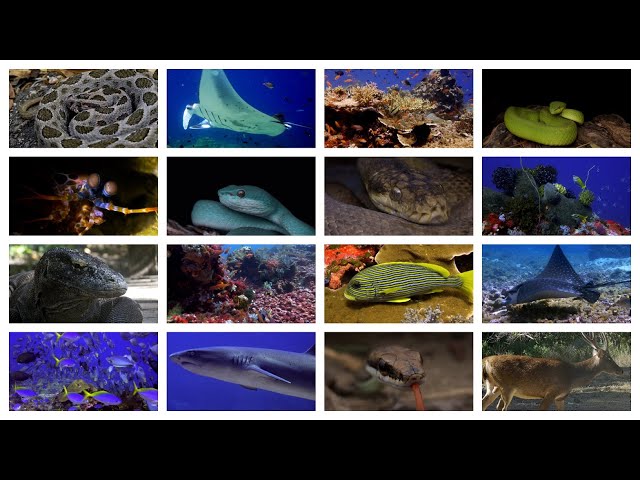 Diving & Herping Komodo National Park 4K: Flores, Indonesia