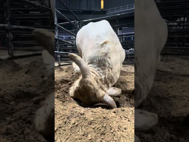 Cool Whip doesn’t even know he’s making PBR history ‍️#pbr #buckingbull