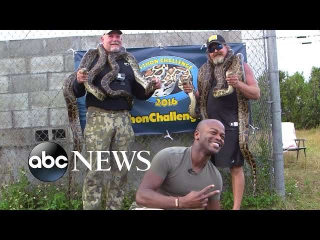 On the Hunt for Wild Burmese Pythons in Florida