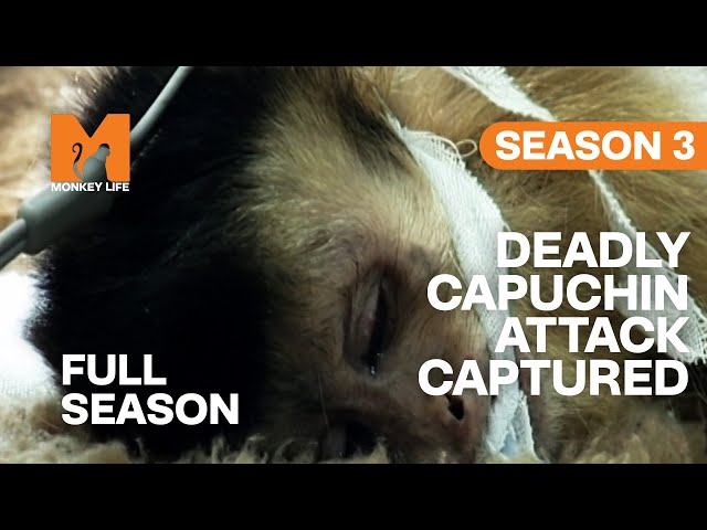 Worst Capuchin Attack Ever Seen | Season 3 | Full Season | Monkey Life