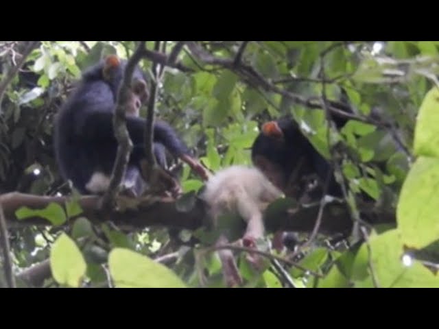 Albinism and Chimpanzee Infanticide