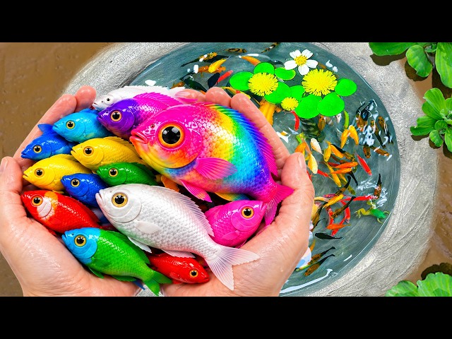 Catch Freshwater Aquarium Fish in Small Pond Baby Turtles, Neon Tetra, Betta, Ram, Nemo, Dwarf Frogs