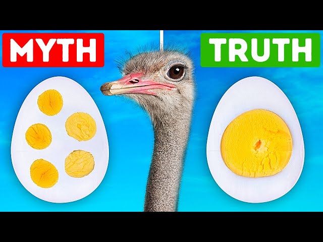 Facts Quiz: 36 Truths... Or Myths?