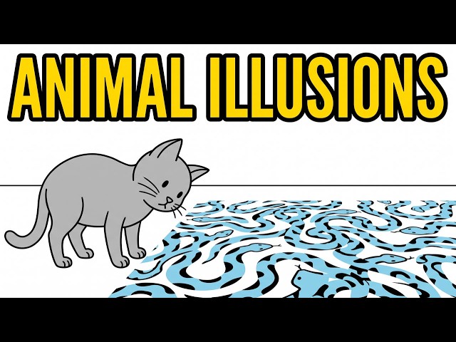 Do animals see optical illusions?