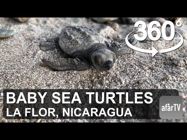 VR 360° - Baby Sea Turtles on Their Way to the Ocean.